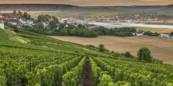 Les cépages du Champagne : Pinot Noir, Chardonnay, Meunier… quelles différences ?