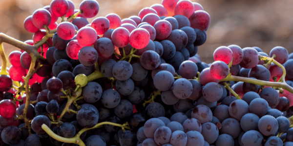 Grenache : avec quels plats l'associer ? Nos meilleurs accords mets et vins