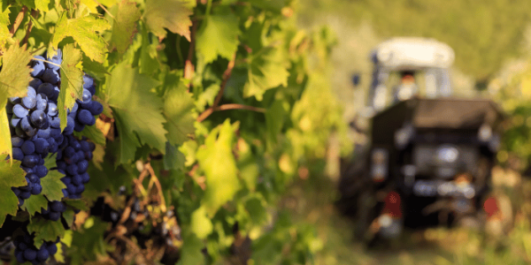 Les vendanges : comment se déroule la récolte du raisin ?
