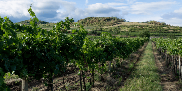 Vin bio, biodynamique ou nature : quelles différences ?
