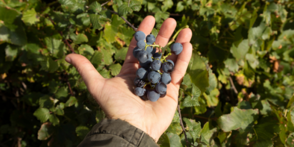 Tout savoir sur le cépage Grenache