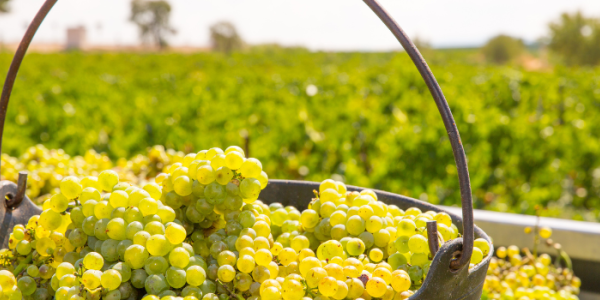 Cépage blanc : tout savoir sur le Chardonnay