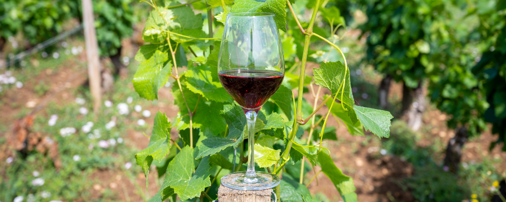 La vinification du vin rouge