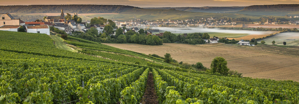 Les cépages du Champagne : Pinot Noir, Chardonnay, Meunier… quelles différences ?