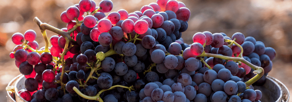Grenache : avec quels plats l'associer ? Nos meilleurs accords mets et vins