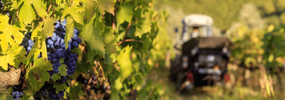 Les vendanges : comment se déroule la récolte du raisin ?