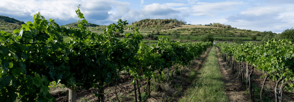 Vin bio, biodynamique ou nature : quelles différences ?