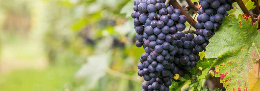 Tout savoir sur le cépage de la Syrah