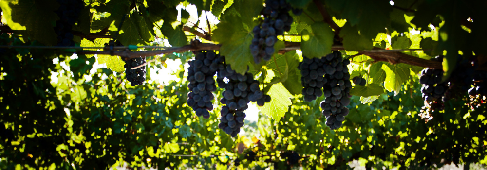 Comment décrire le pinot noir ?