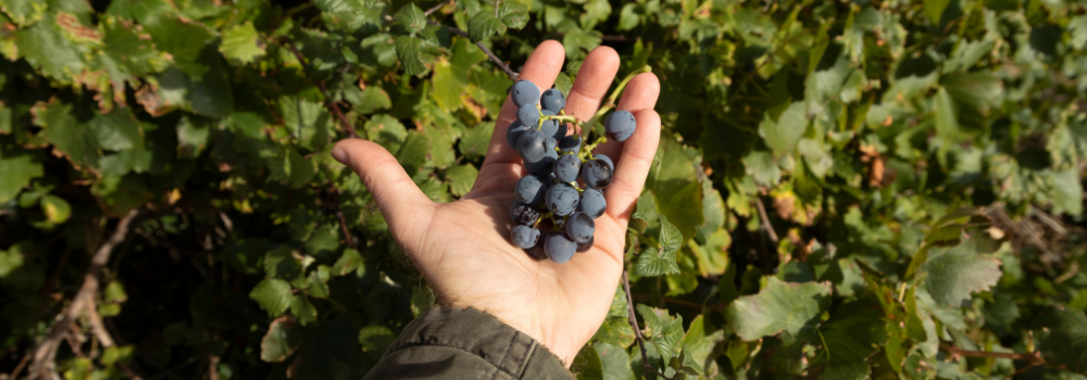 Tout savoir sur le cépage Grenache